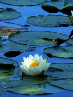 a white water lily floating on top of a lake