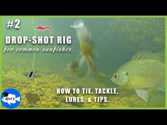 two large fish swimming in the water with text overlay that reads, drop shot rig for common seafishes how to tie tackle lures & tips