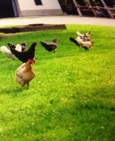 a group of chickens walking across a lush green grass covered field next to a building