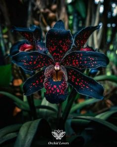 a black and red flower with spots on it's petals