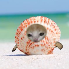 an animal that is inside of a shell on the beach