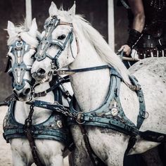 two white horses with harnesses standing next to each other