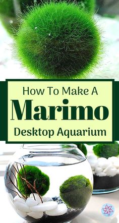 how to make a marinano desktop aquarium with moss and rocks in the bottom, along with text overlay reading how to make a marinano desktop aquarium