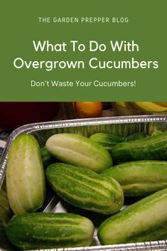 what to do with overgrown cucumbers don't waste your cucumbers