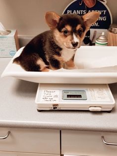 a small dog sitting on top of a scale