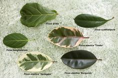 four different types of leaves on a white carpet with words describing the parts of them