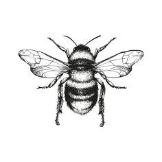 a black and white drawing of a bee