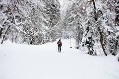 a person is cross country skiing through the woods on a snowy day with trees in the background