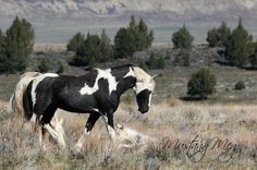 a black and white horse is walking through the grass