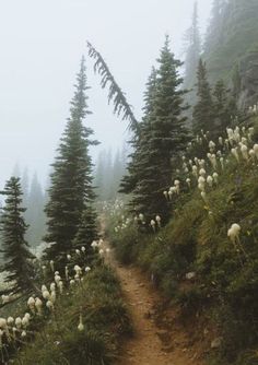 the trail is surrounded by tall pine trees and foggy mountains in the back ground