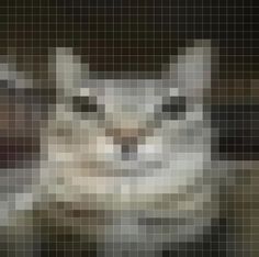 an image of a white cat that is looking at the camera with blurry background