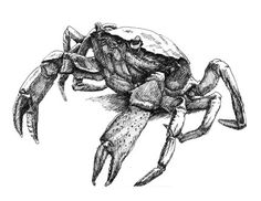 a black and white drawing of a crab