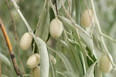 some green and white fruits hanging from a tree