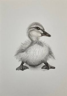 a pencil drawing of a duckling sitting on the ground