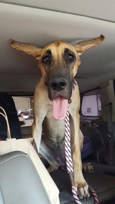 a dog is sitting in the back seat of a car with its tongue hanging out