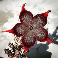 a red flower that is in the middle of some dirt and snow on the ground