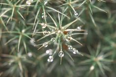 water droplets on the top of a cactus plant