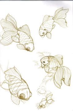 some drawings of goldfishs in various stages of development, from top to bottom