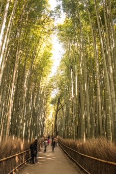 Bamboo Groves, Arashimaya, Kyoto, Japan Japan Trip, Kyoto Japan, Pretty Wallpapers Backgrounds, Wallpapers Backgrounds, Asian Style, Japan Travel, Pretty Wallpapers, Places To See