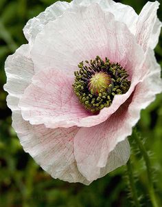 a close up of a pink flower with green leaves