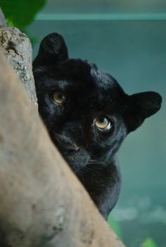 a black cat is peeking out from behind a tree branch and looking at the camera