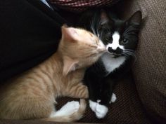 two kittens are playing with each other on the couch