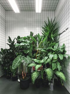 some plants are lined up in a room with white tiles on the walls and floor