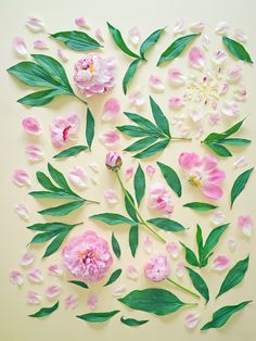 some pink flowers and green leaves on a yellow background