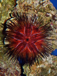 a red sea urchin sitting on top of a rock next to blue ocean water