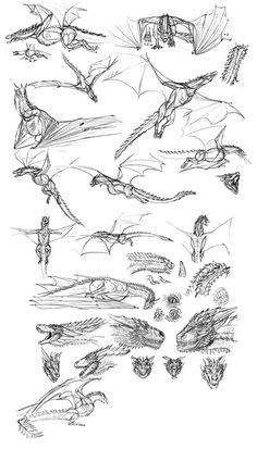 some drawings of different types of animals