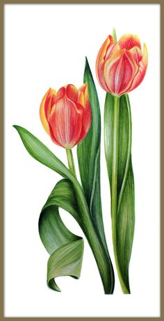 two red and yellow tulips with green leaves on a white background, painted in pastel pencil