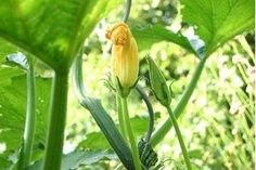 a close up of a flower on a plant in the sun with lots of green leaves