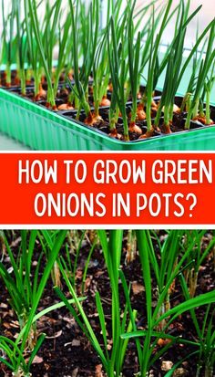 green onions growing in pots with the words how to grow green onions in pots?