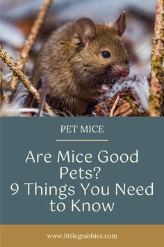 a mouse in the woods with text that reads are mice good pets? 9 things you need to know