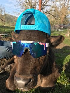 a brown cow wearing sunglasses and a blue hat sitting on top of it's head