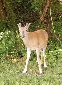 a deer is standing in the grass near some bushes and trees, looking at the camera