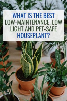 several potted plants with the words what is the best low maintenance, low light and pet - safe houseplant?