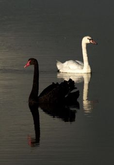 two black swans swimming on top of a lake next to each other in the evening