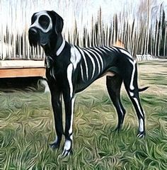 a black and white dog standing in the grass