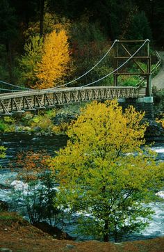 a bridge over a river surrounded by trees with yellow leaves on the ground and in the foreground