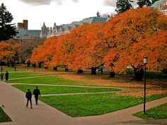 two people walking down a path in the middle of a park with orange trees on both sides