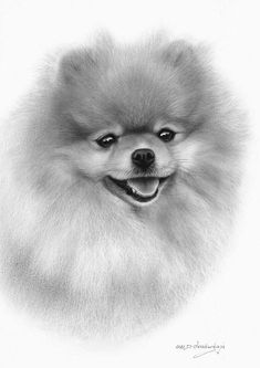 a black and white drawing of a pomeranian dog with its tongue out, looking at the camera