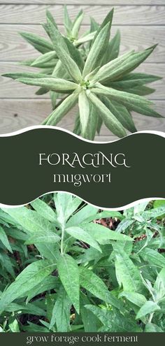 an image of a green plant with the words forging mittwort on it