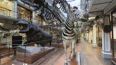 the museum has many different types of animals on display, including zebras and rhinoceros