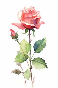 Rose Watercolour, Minimal Tattoo Designs, Minimal Tattoo Ideas, Ear Tattoo Ideas, Ear Tattoos, Roses Watercolor, Rose Watercolor, Botanical Flower Art, Watercolor Flowers Tutorial