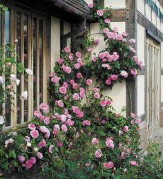 pink roses growing on the side of a building with wooden shutters and window frames