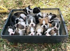 a group of puppies in a litter box