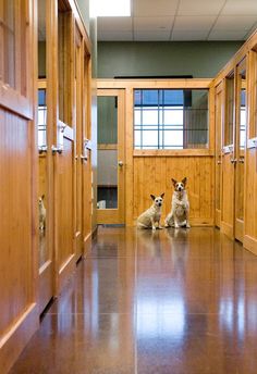 two dogs sitting on the floor in an empty room