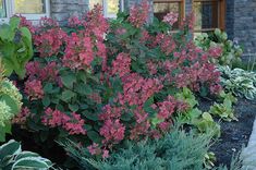 pink flowers are blooming in the garden next to green plants and shrubs, near a brick building