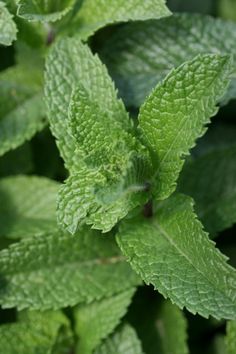 closeup of green leaves with water drops on them